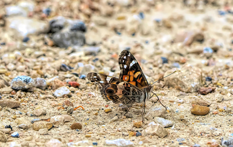 A Butterfly Photograph by Faith Burns