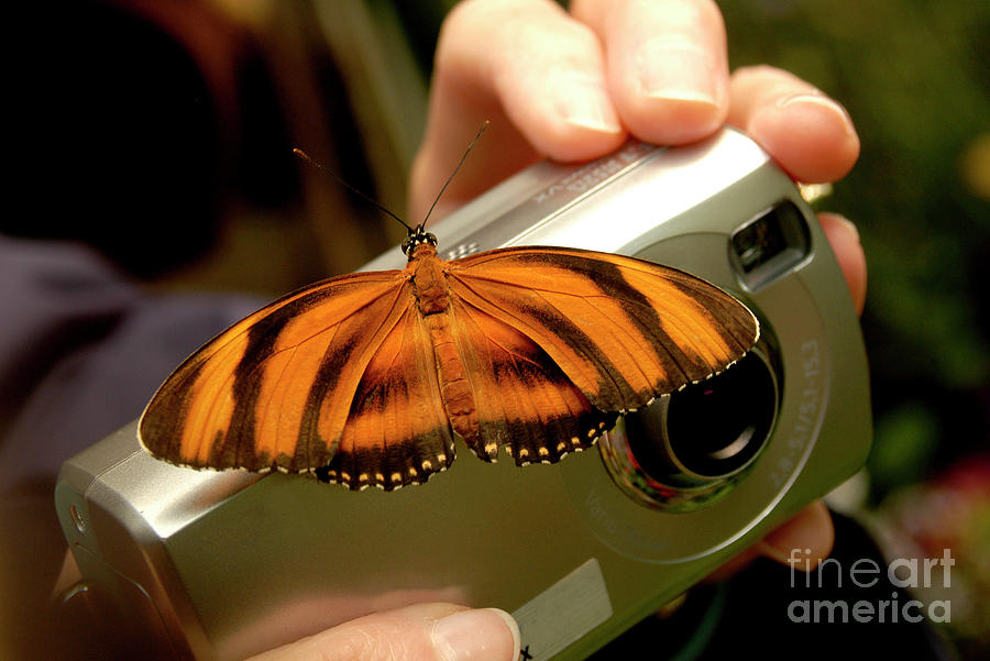 A butterfly land on a camera trying to take a picture of it.	 Photograph by Gunther Allen