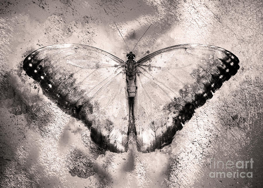 A Butterfly On Concrete - Black And White Digital Art by Anthony Ellis