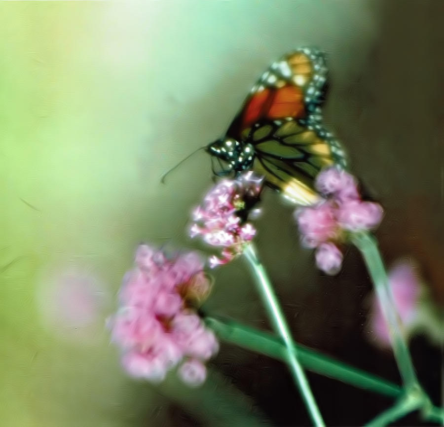 A Monarchs Dream Photograph