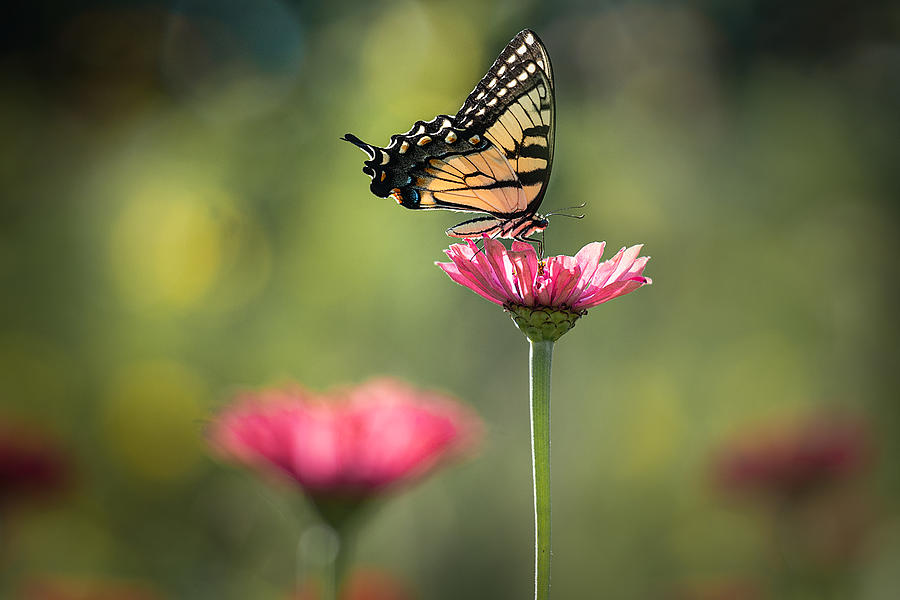 Butterfly Photograph - A Butterflys Summer Morning by Julie Mann Sperry