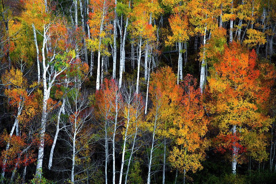 A Cacophony of Color Photograph by The Forests Edge Photography - Diane Sandoval