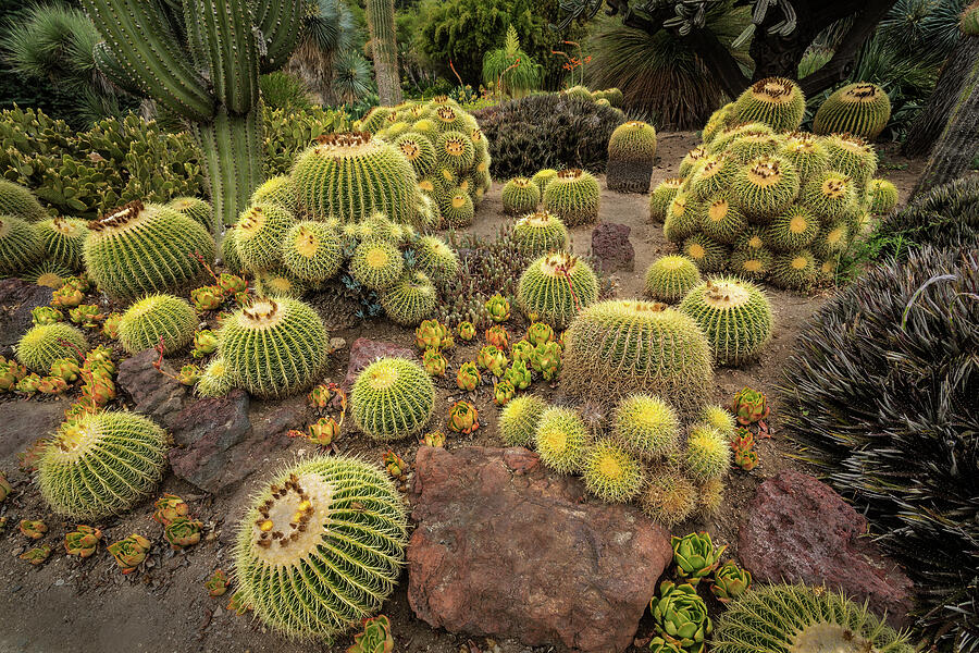 A Cactus Party Photograph by Rick Strobaugh
