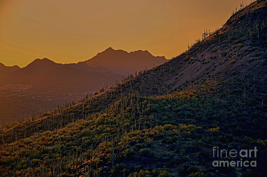 A Cactus Sunset Photograph by Diana Mary Sharpton
