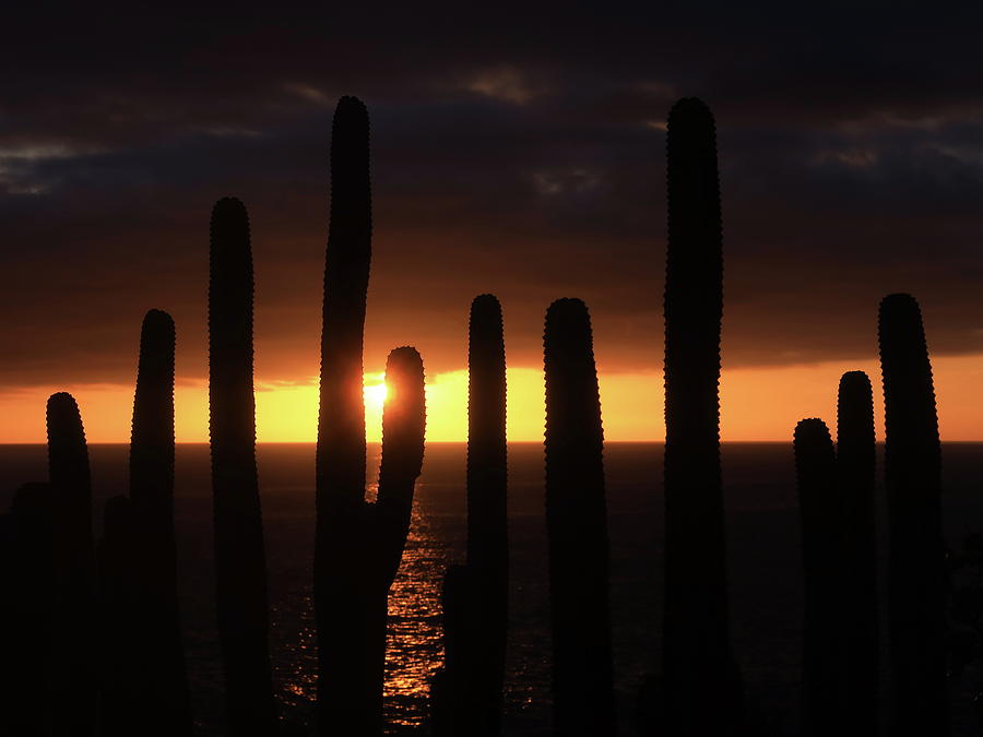A Cactus Sunset Photograph by Kathrin Poersch
