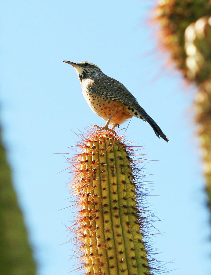 A Cactus Wren on a Saguaro, Tucson, AZ, USA Photograph by Derrick Neill ...