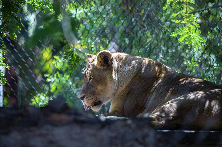 A Captive Lion Photograph by Bonnie Colgan