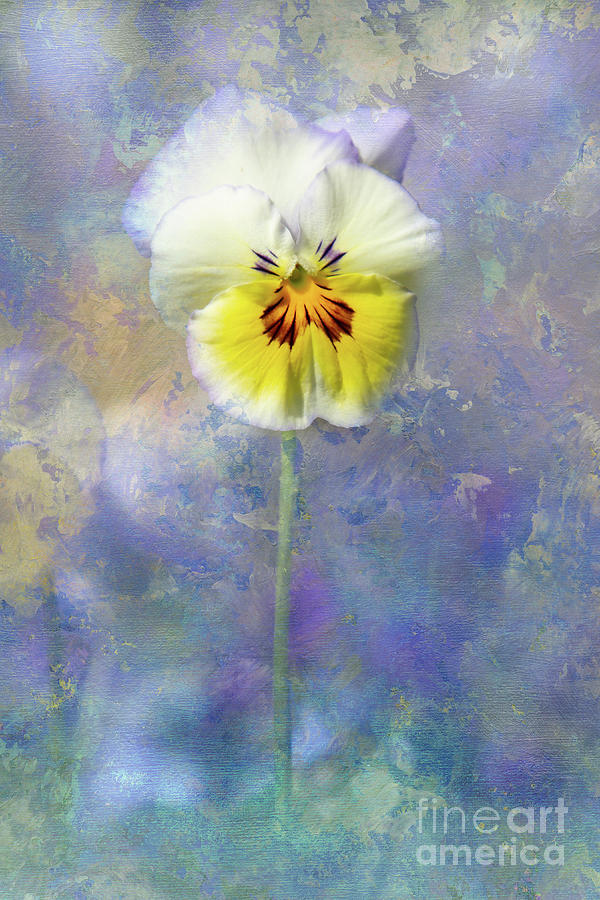 Pansies Photograph - A Call to Spring by Marilyn Cornwell