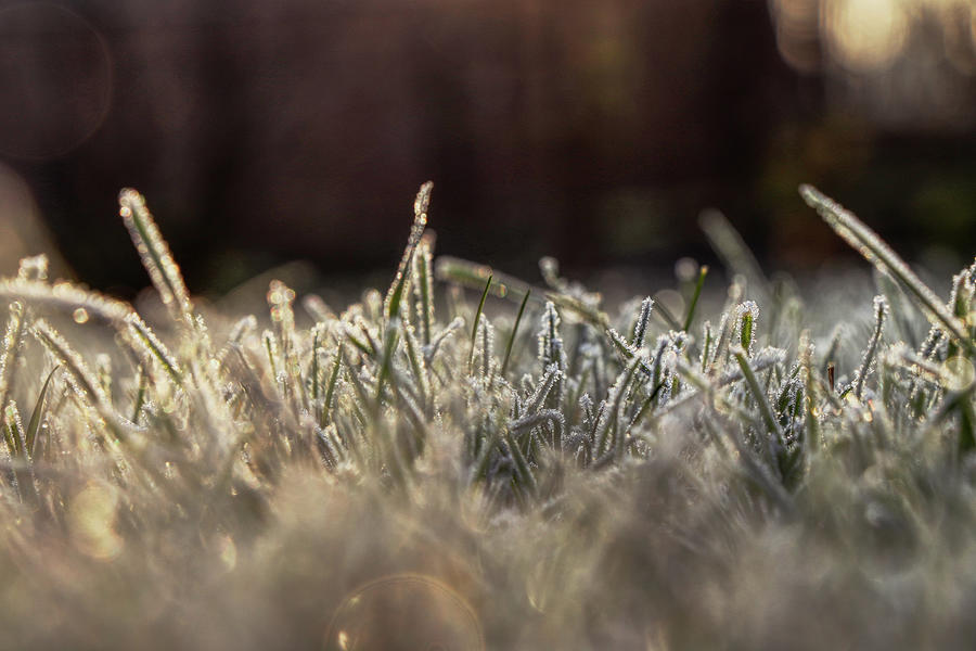 Grass Is Covered Hoarfrost Photograph