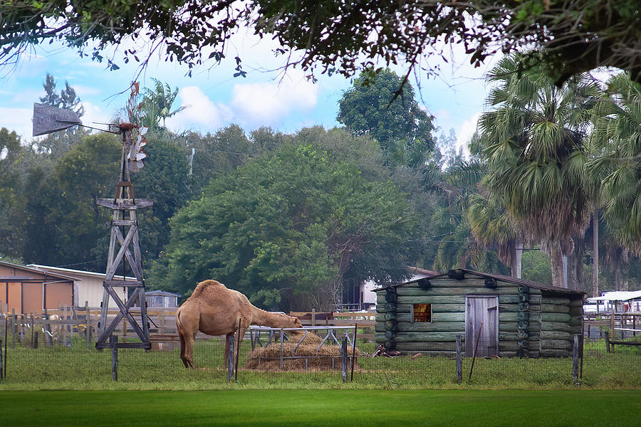 A Camel, A Windmill, And A Log Cabin Photograph by Mark Andrew Thomas