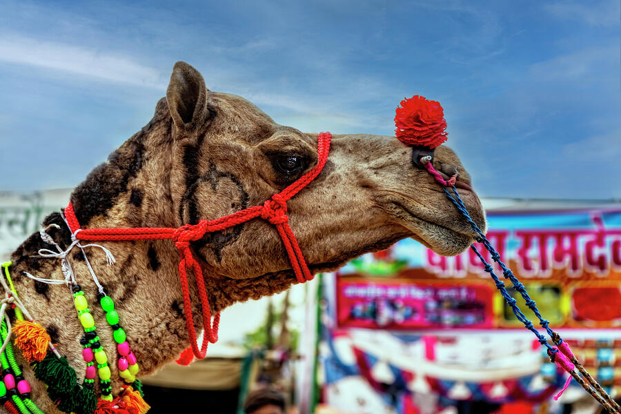 A Camel At the Camel Fair by Kay Brewer A Camel At the Camel Fair by Kay Brewer