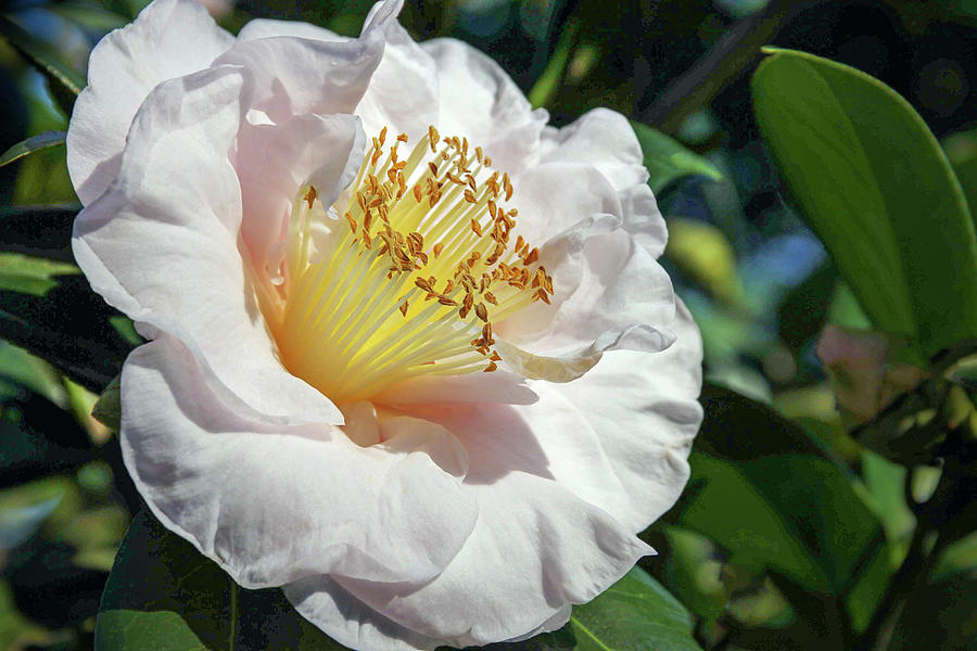 A Camellia Hybrid Photograph by Robert Carter