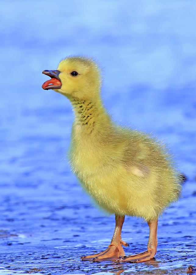 A Canada Goose Gosling on Ice Photograph by Shixing Wen