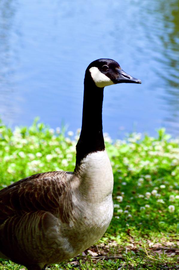 A Canadian Goose  Photograph by Warren Thompson