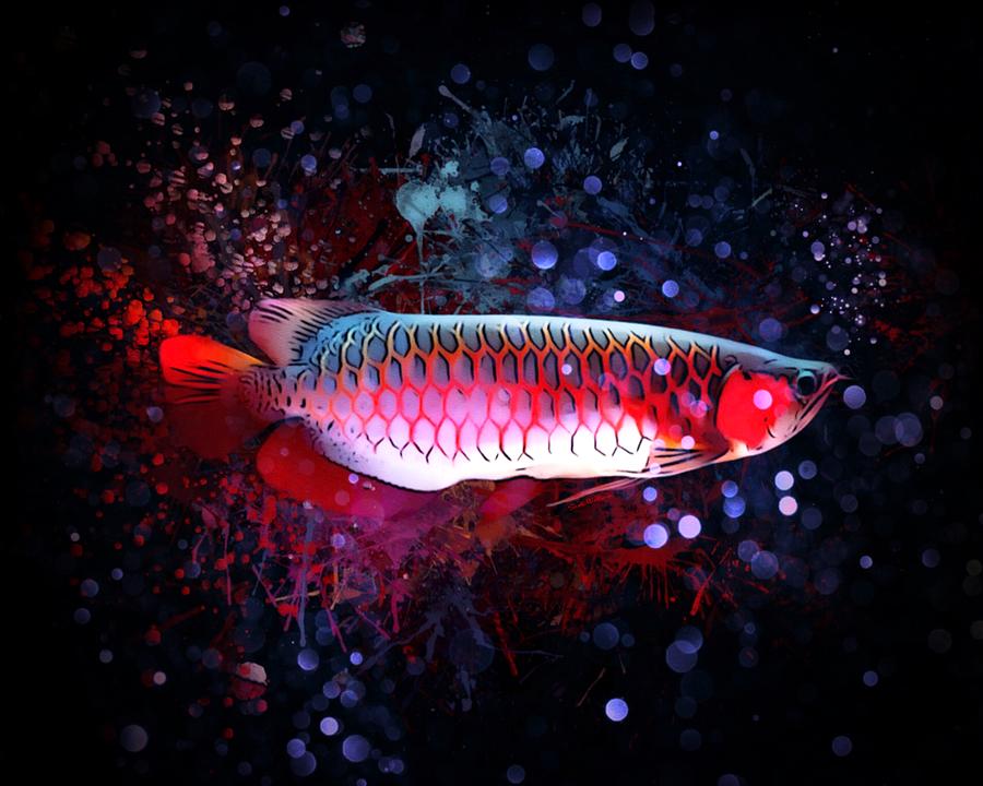 Fish Digital Art - A Candy Apple Red Arowana Fish Portrait  by Scott Wallace Digital Designs