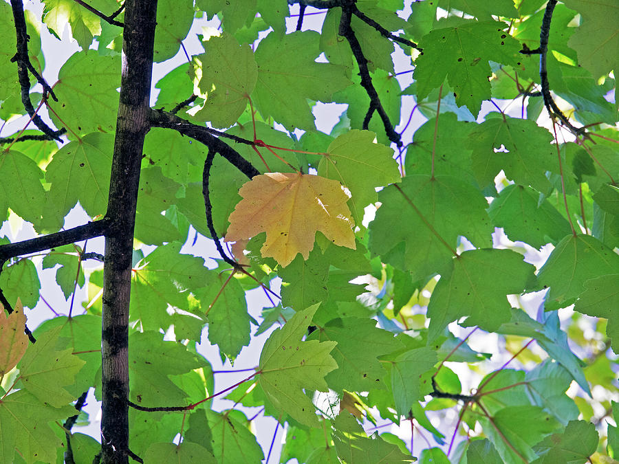 A Canopy Of Leaves Photograph by David Desautel