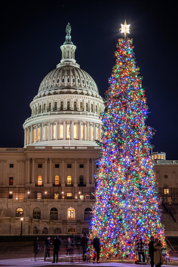 A Capitol Christmas Tree Photograph by Carol Ward Fine Art America