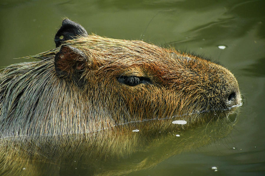 A capybara swimming at the Brevard zoo in Florida Photograph by Lisa ...