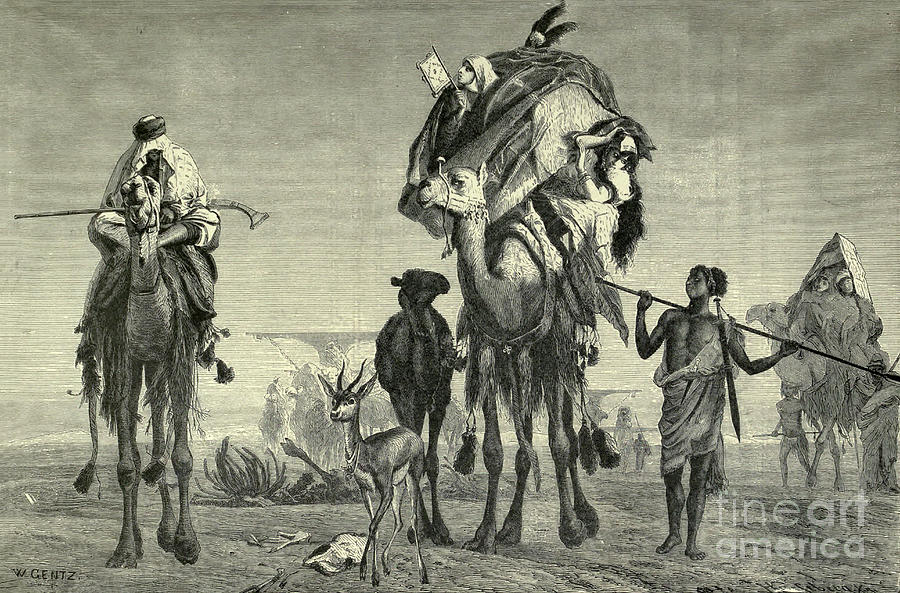 A Caravan of Camels b2 Photograph by Historic illustrations | Fine Art ...