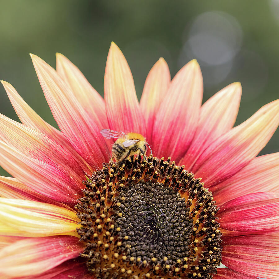  A Carder Bee On A Sunflower Photograph by Tanya C Smith