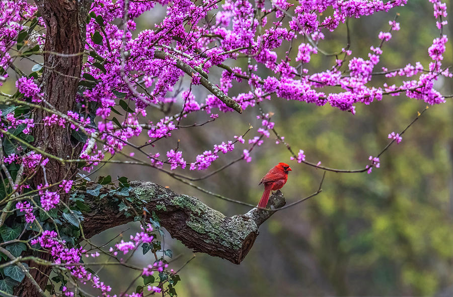 A Cardinal and a Redbud Tree Photograph by Rachel Morrison
