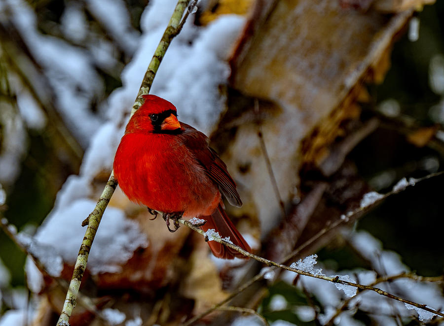 A Cardinal In Winter Photograph by John Harding