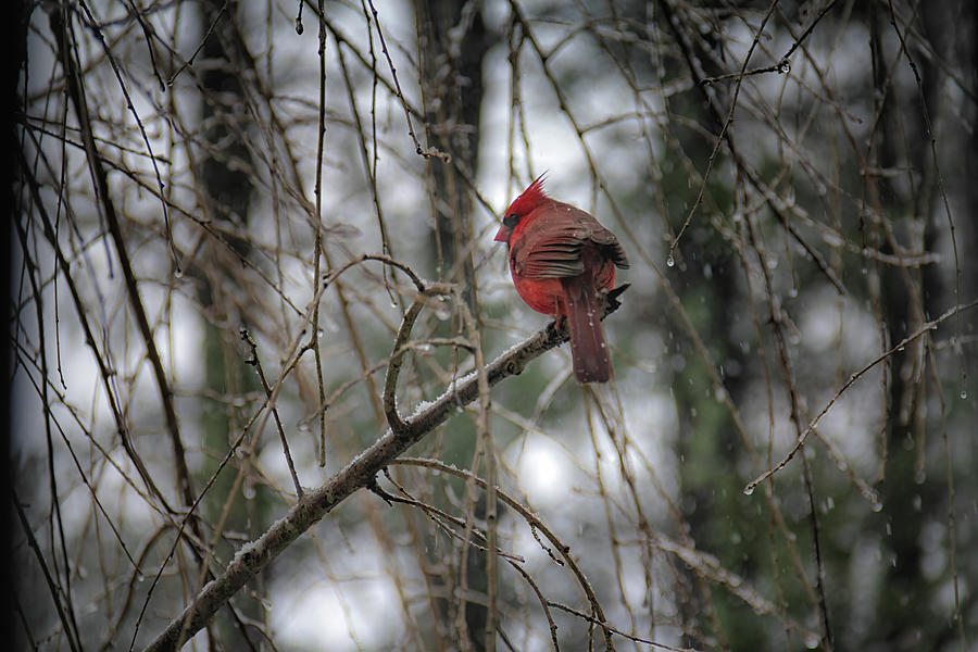 A Cardinal in Winter Photograph by Laura Roberts