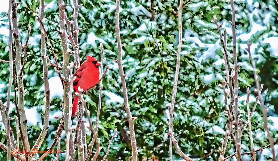 A Cardinal In Winter Photograph by Pat Davidson