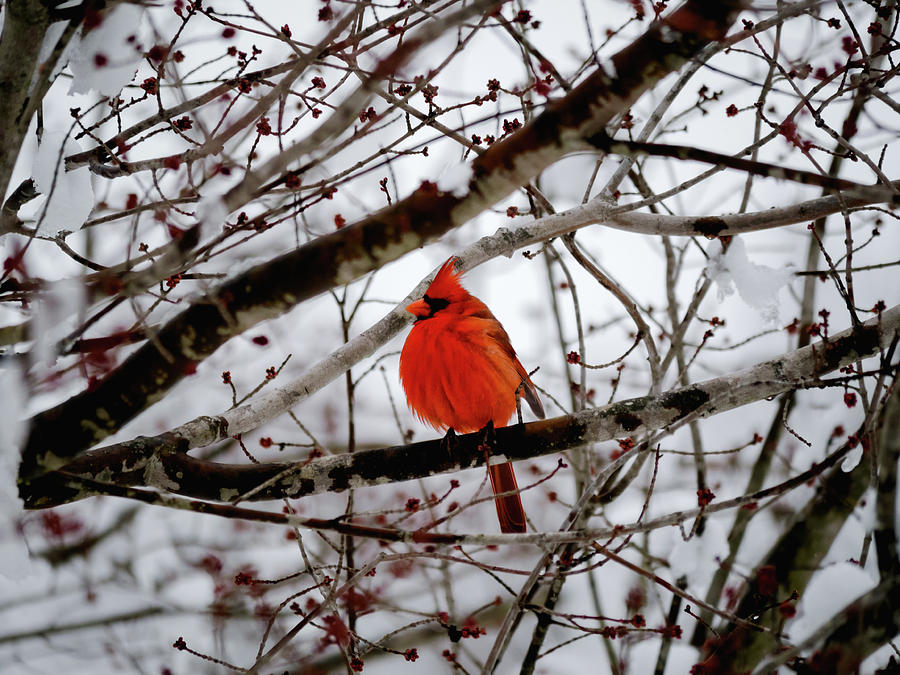 Cardinal Photograph - A Cardinal in Winter by Rachel Morrison