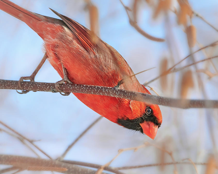 A Cardinal Leaves His Perch Photograph by Jim Hughes