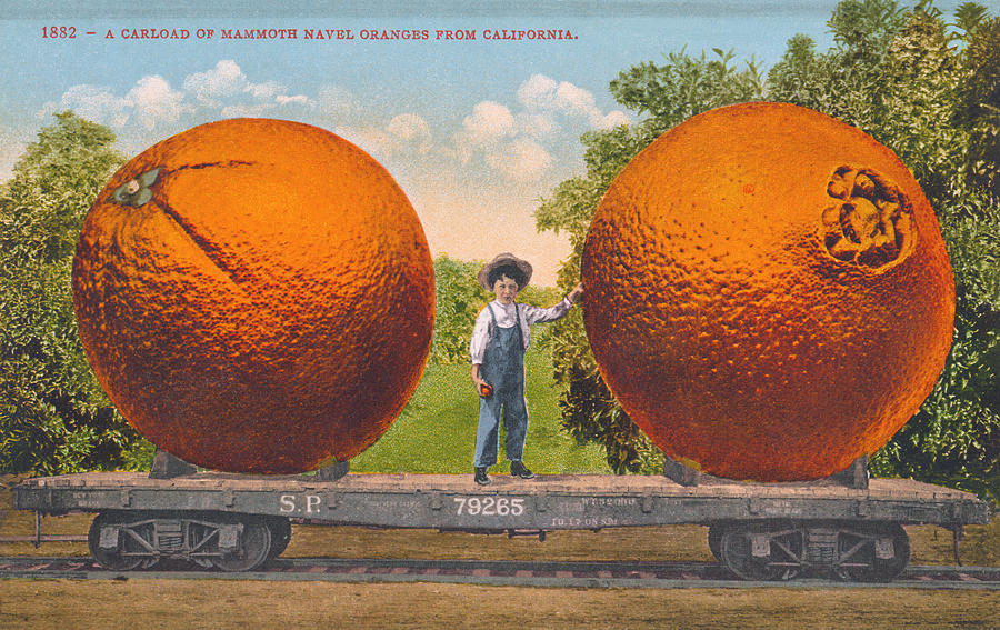 A Carload Of Mammoth Navel Oranges From California - 1909 Painting by War Is Hell Store
