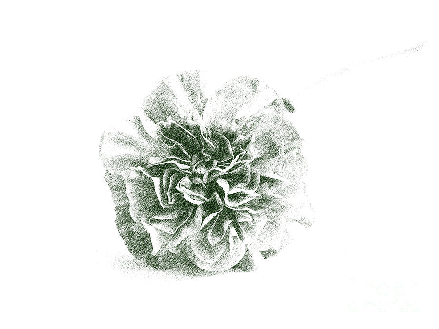 A Carnation in Black and White Photograph by L Bosco
