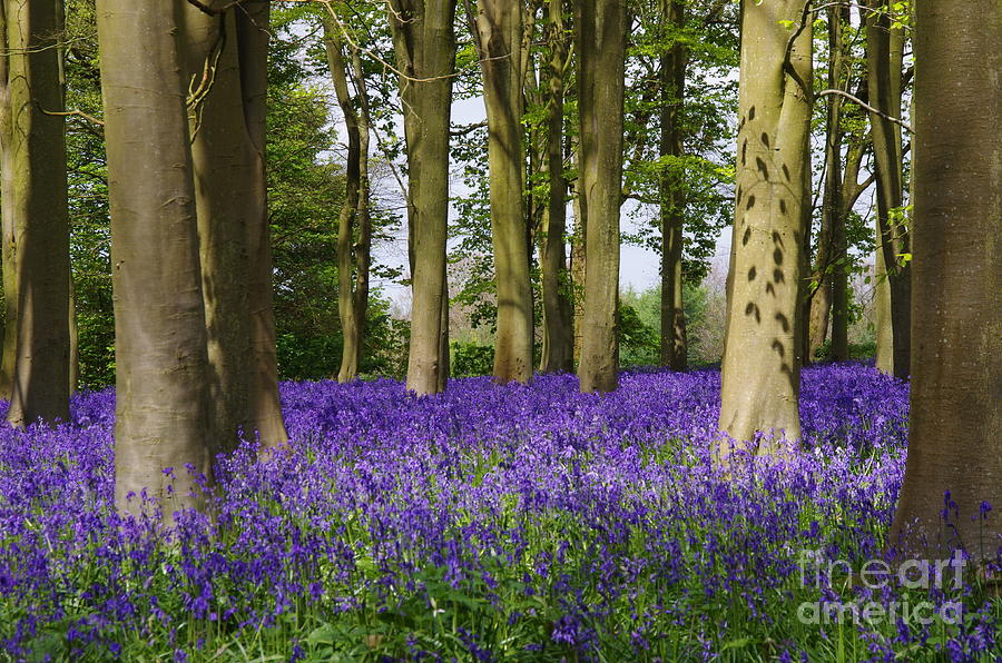 A Carpet Of Bluebells Photograph by Lesley Evered