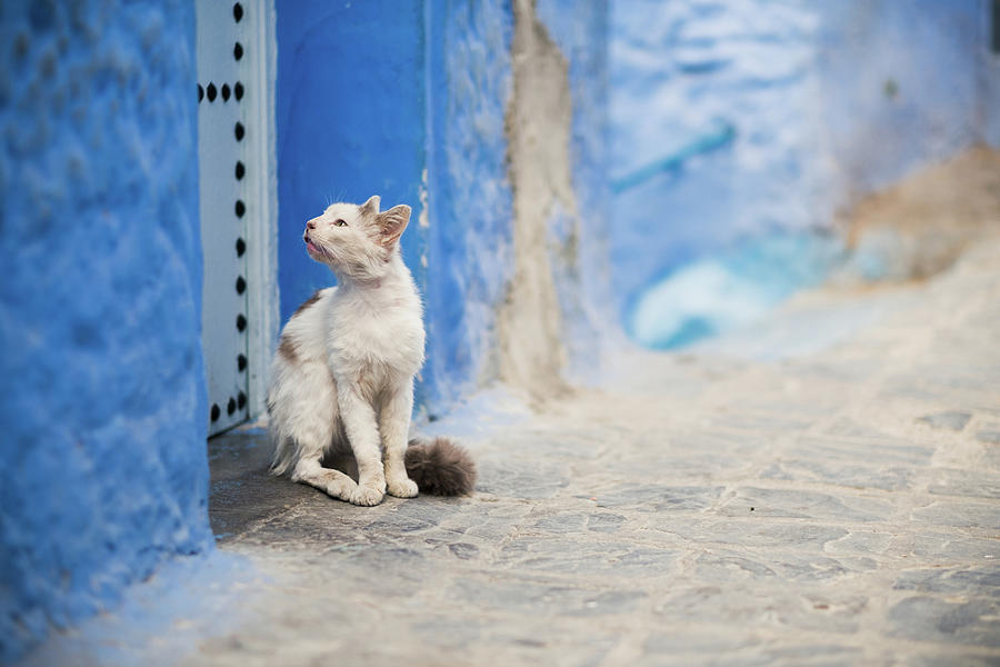 A Cat by a Blue Wall Photograph by Nicole Young
