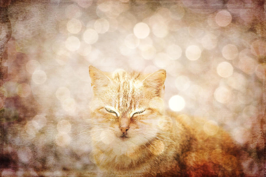 A cat dream Photograph by Yasmina Baggili