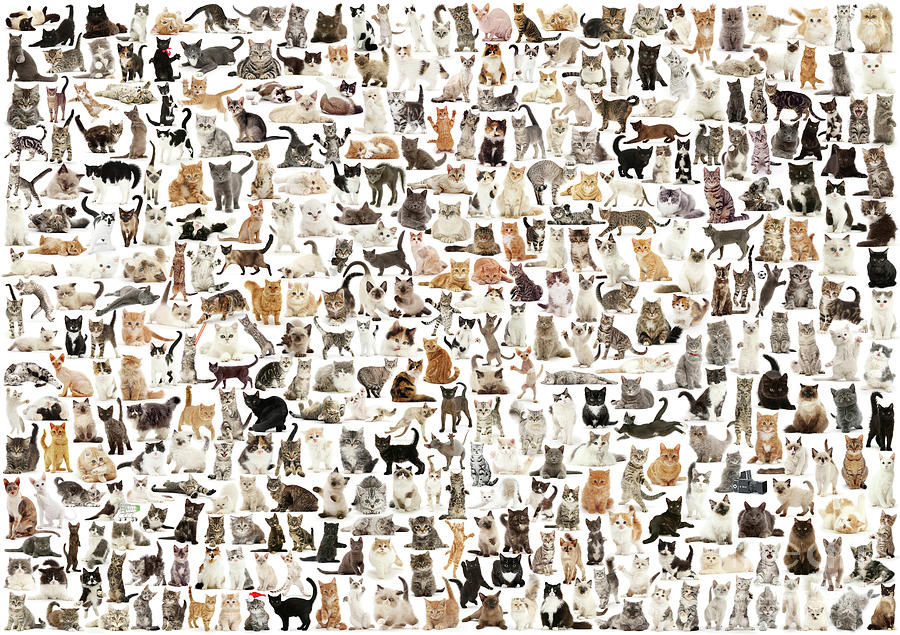 A Cat for Every Day Photograph by Warren Photographic