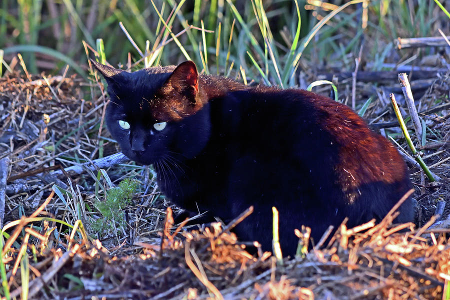 A Cat in the Wild - Alviso, San Jose Photograph by Amazing Action Photo Video