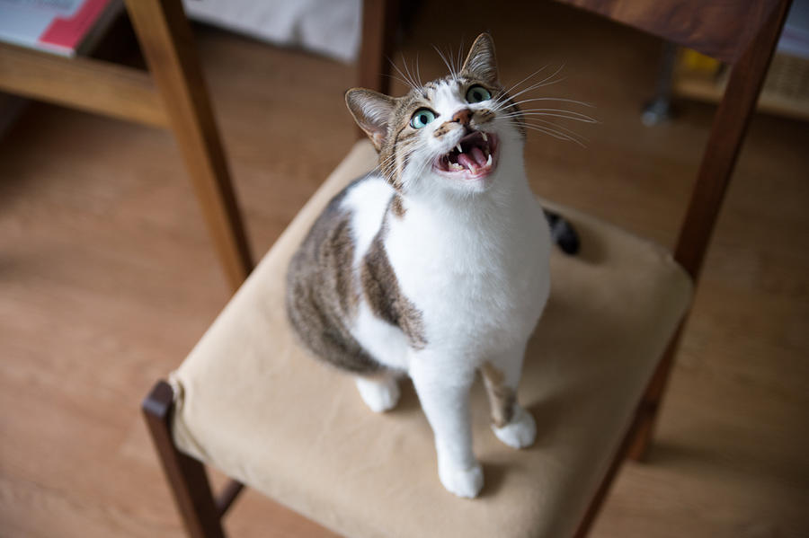 A cat mew on the chair Photograph by Toshiro Shimada