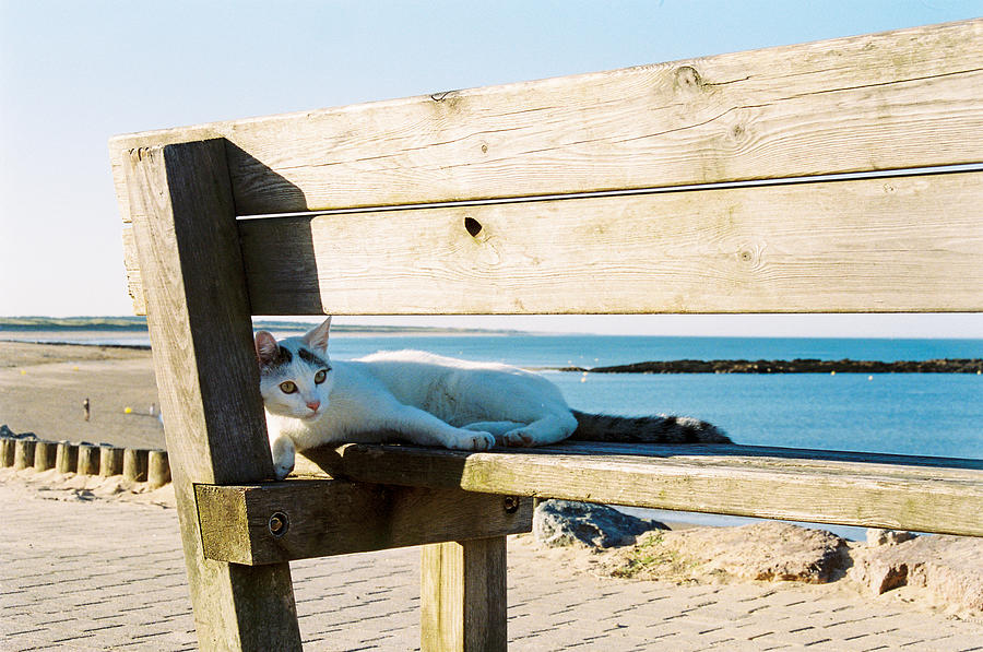 A cat napping by the sea Photograph by Barthelemy de Mazenod