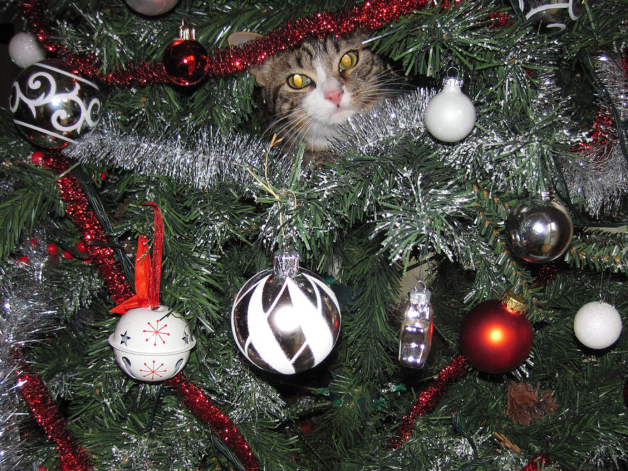 A cat on a Christmas Tree! Photograph by Federica Grassi