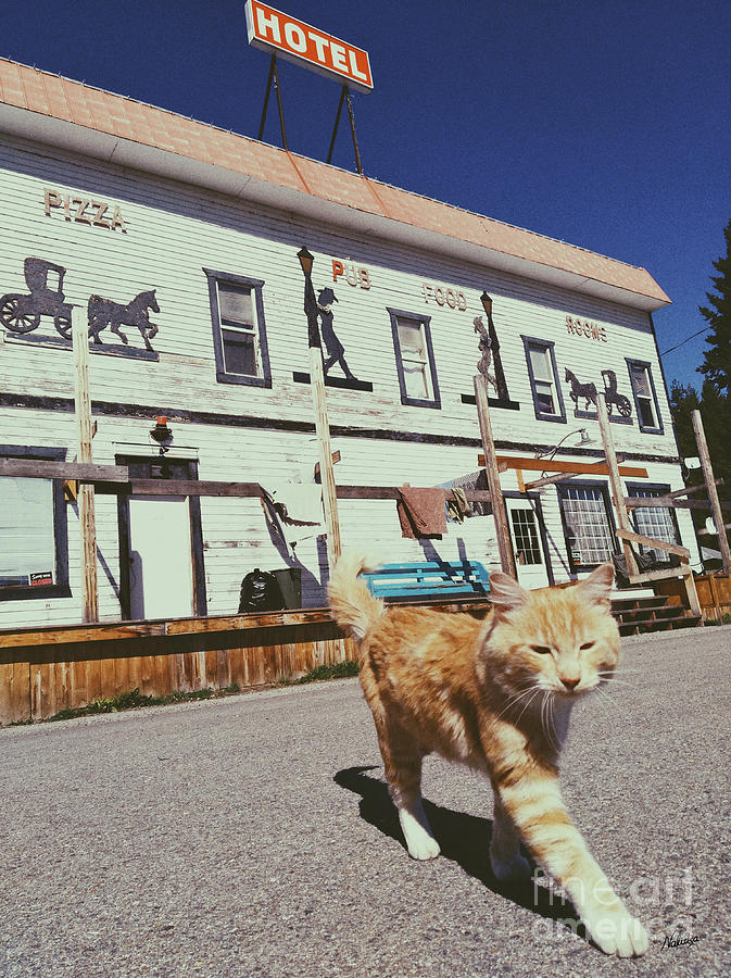 A cat pet animal walking on the street near hotel Yahk BC Photograph by ...