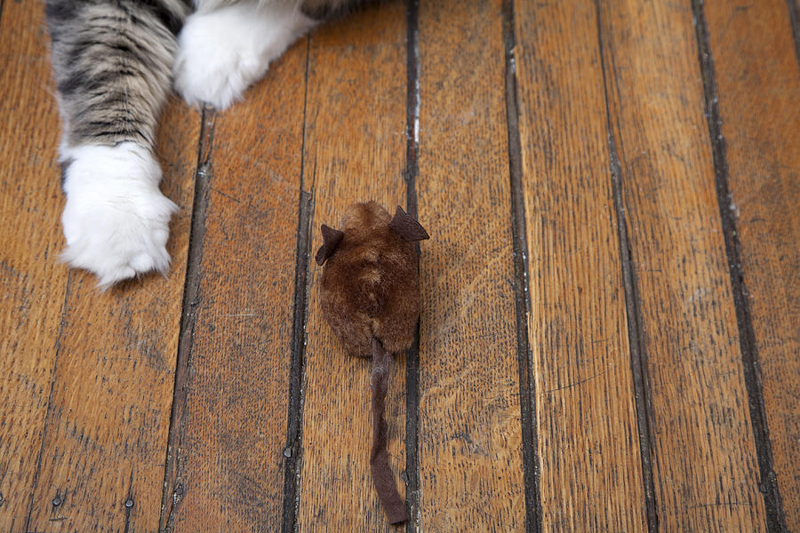 A cats arms reaching out to play with a toy mouse Photograph by Frederick Bass