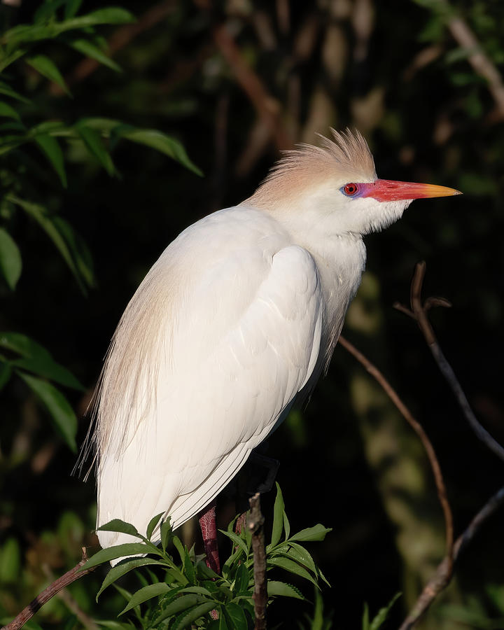 A Cattle Egret with Raised Crest Photograph by Bradford Martin