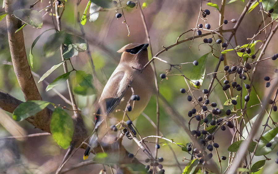 A Cedar Waxwing in a Chinese Privet Tree Photograph by Rachel Morrison
