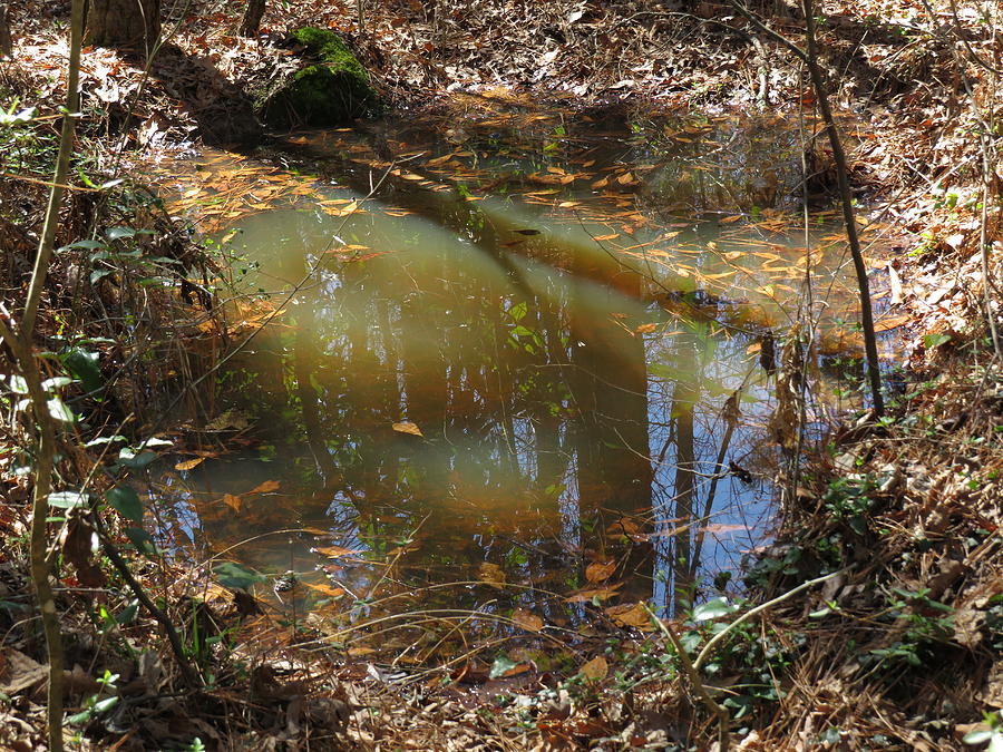 A Central Georgia Puddle Photograph by Ed Williams