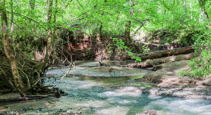 A Central Georgia Woods Creek Photograph by Ed Williams