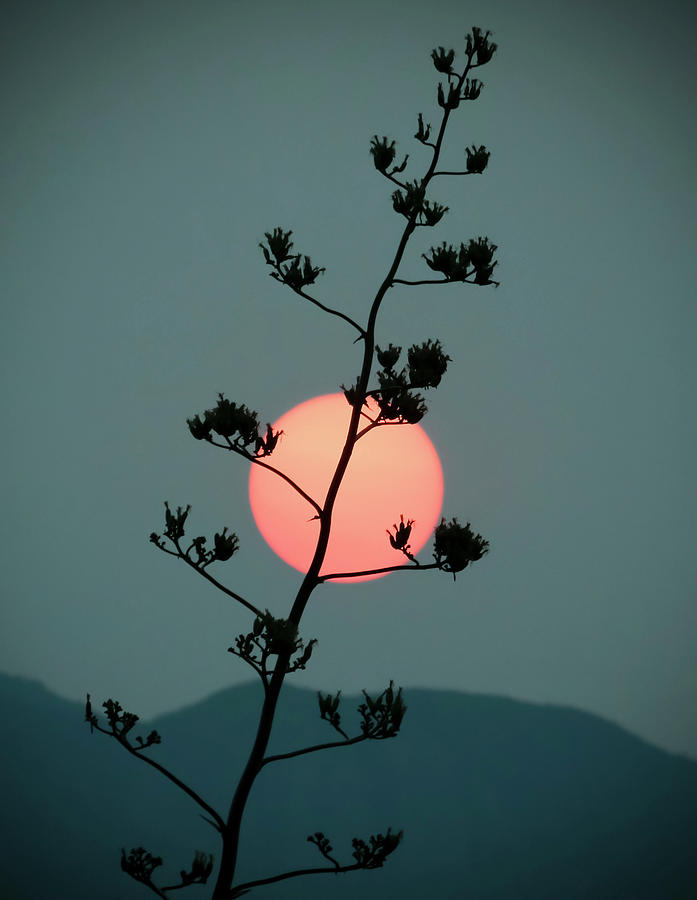 A Century Plant Stalk Silhouetted Against The Setting Sun Photograph