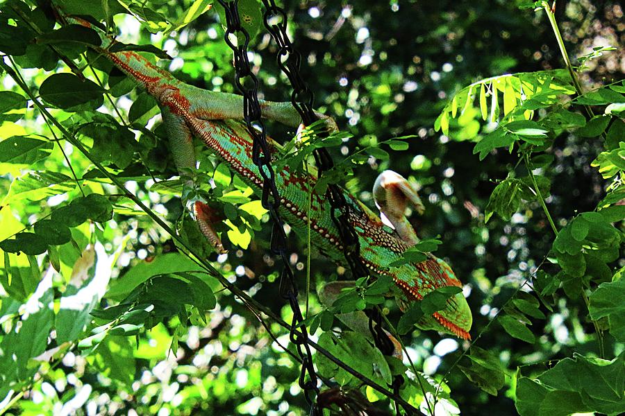 A Chameleon In Camouflage Photograph by Philip And Robbie Bracco