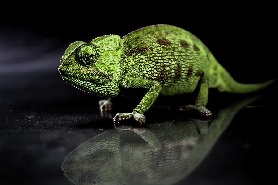 A Chameleons Reflection Photograph by World Art Collective