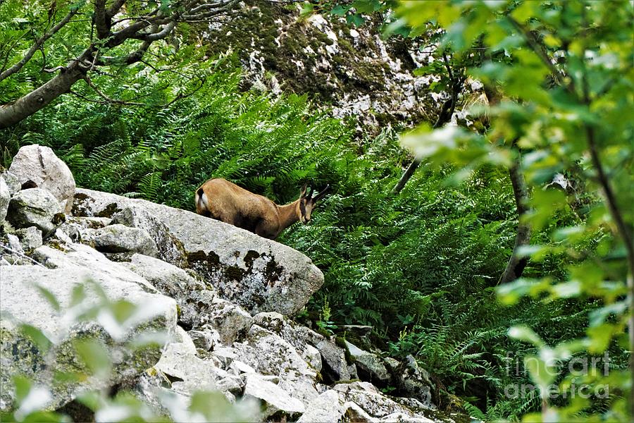A Chamois Goat-antelope Spotted On A Rock In The Vosges Photograph